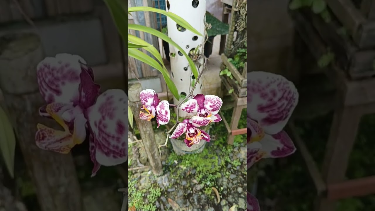 Kuningan jawa barat saking hobinya halaman rumahnya di penuhi berbagai tananan bikin adem betah 