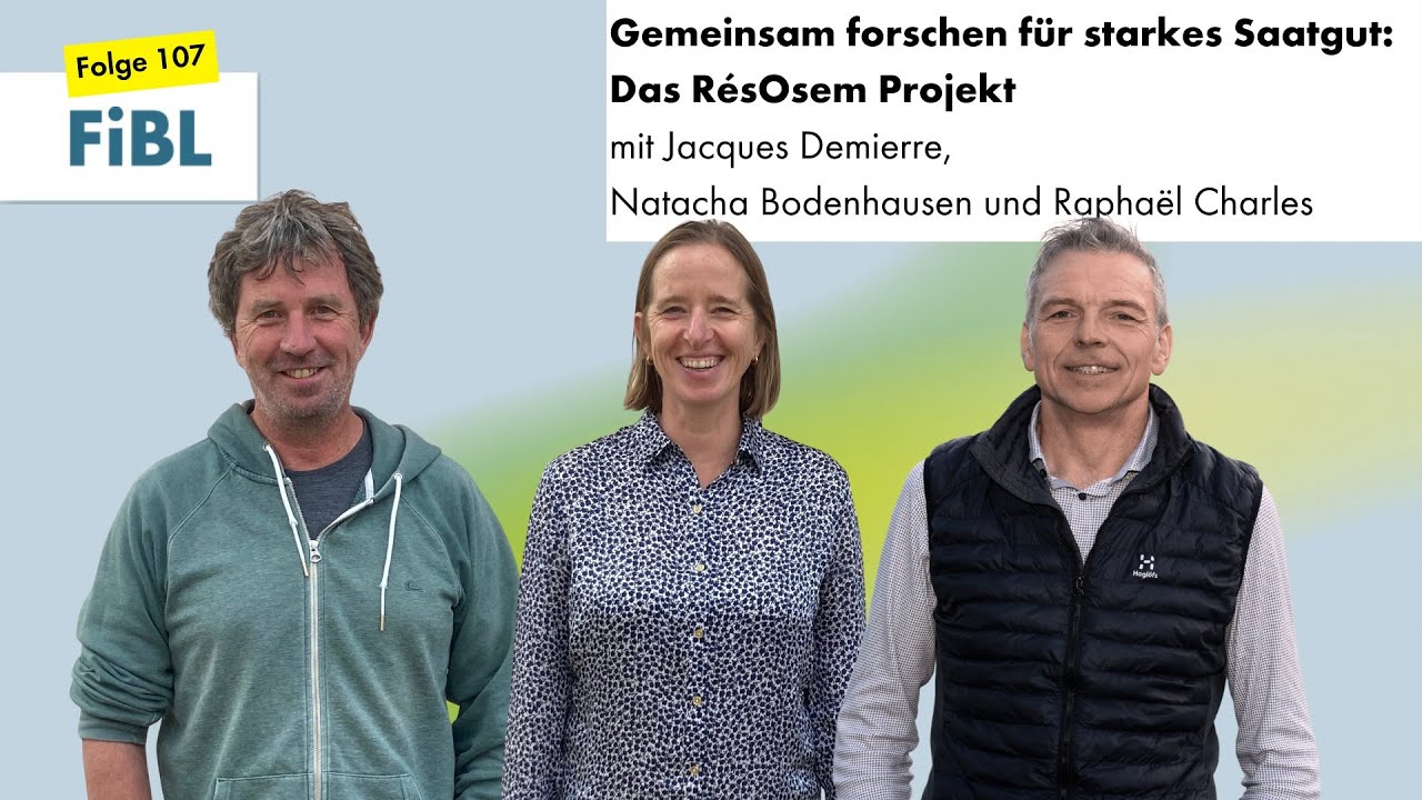 FiBL Focus 107: Gemeinsam forschen für starkes Saatgut: Das RésOsem Projekt