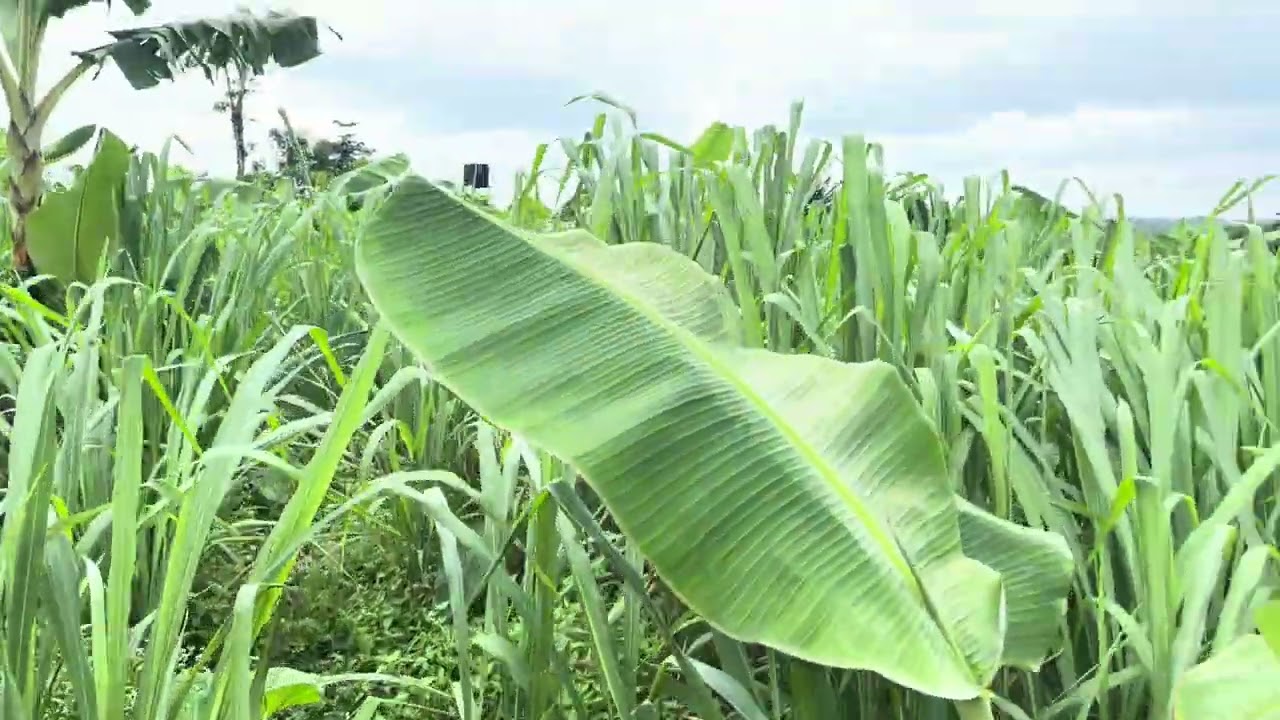 Farmland; We are installing irrigation systems in our plantain farms