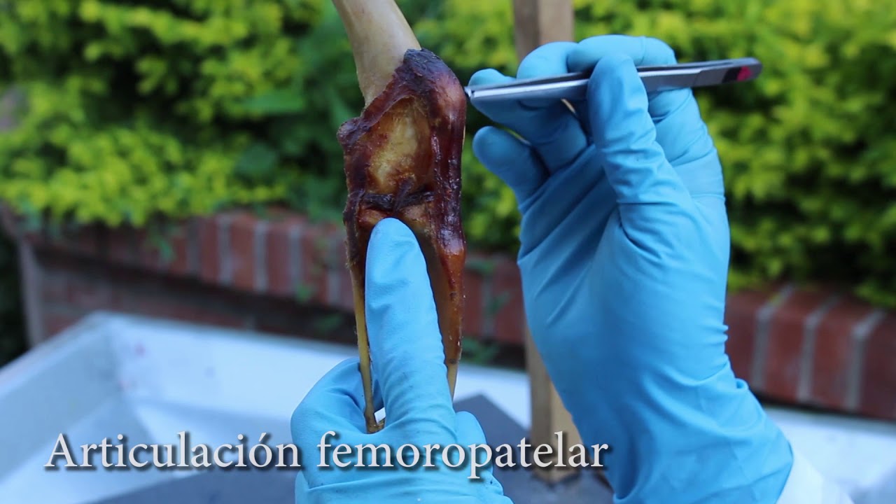Miembro pelviano (Articulaciones parte IV)