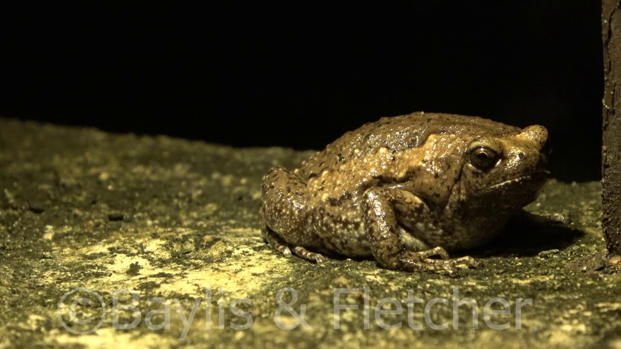 Common Asian Bullfrog, Malaysia. 20191111_213526.uhd