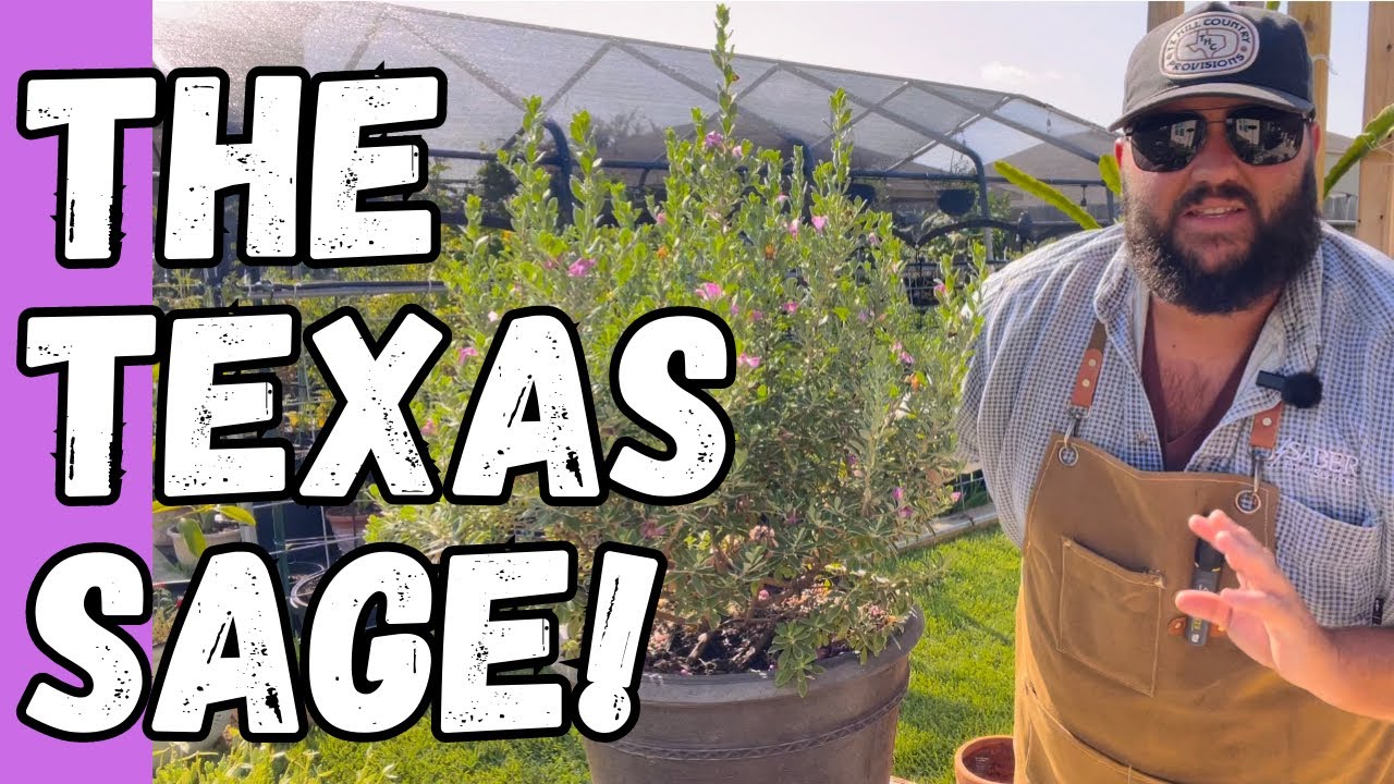 Техасский шалфей, местный житель Техаса! | Растение недели от Texas Garden Guy, выпуск 101