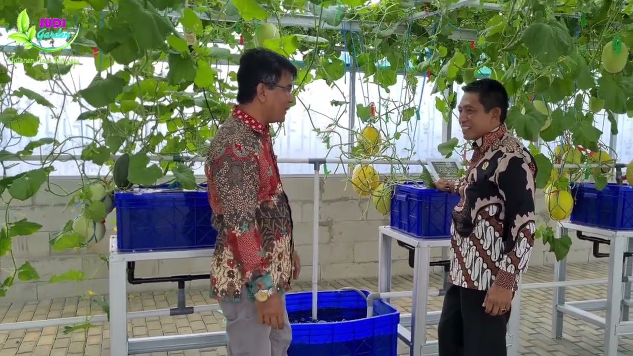 RAIH PULUHAN JUTA PANEN MELON PREMIUM F1 FUJISAWA & EMERALD GH DEWI SHINTA DESA BABATAN KUNINGAN