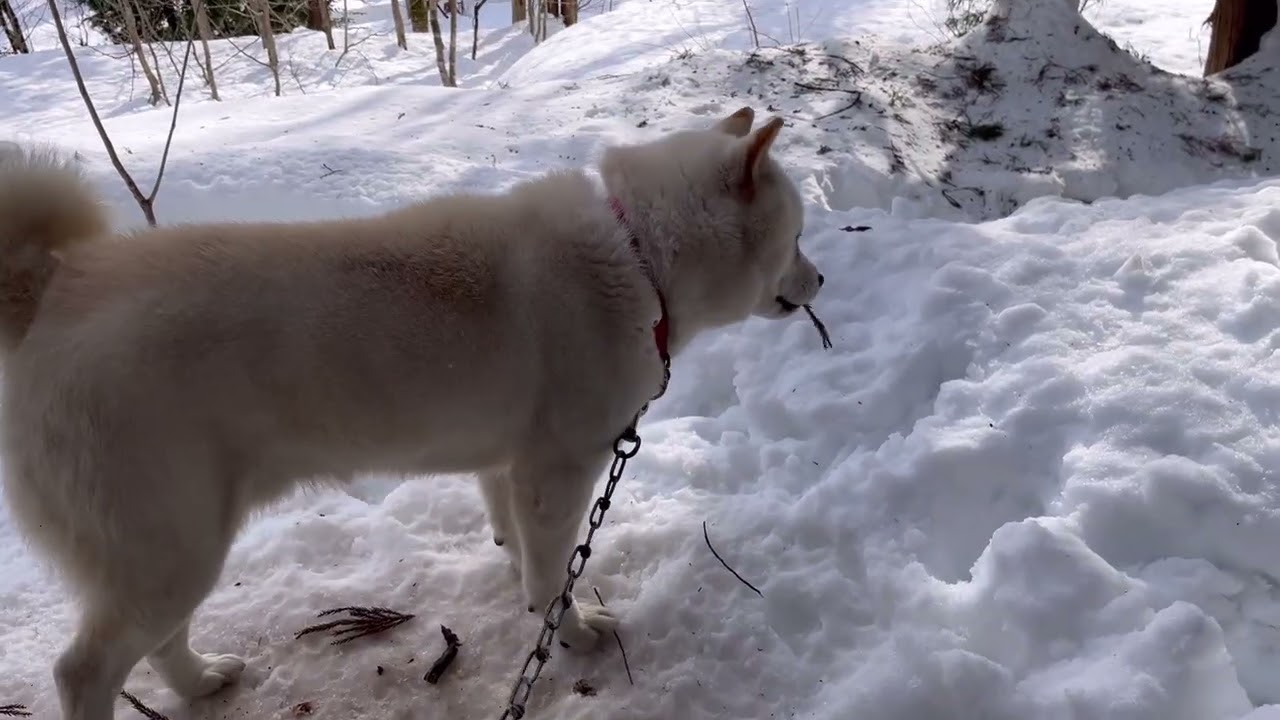 午後から吹雪になりました。
