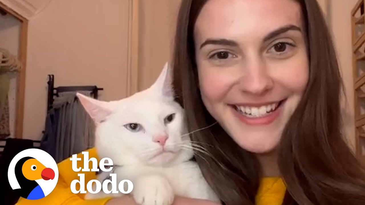 Женщина купила дом и узнала, что в нём живут четыре кошки | The Dodo