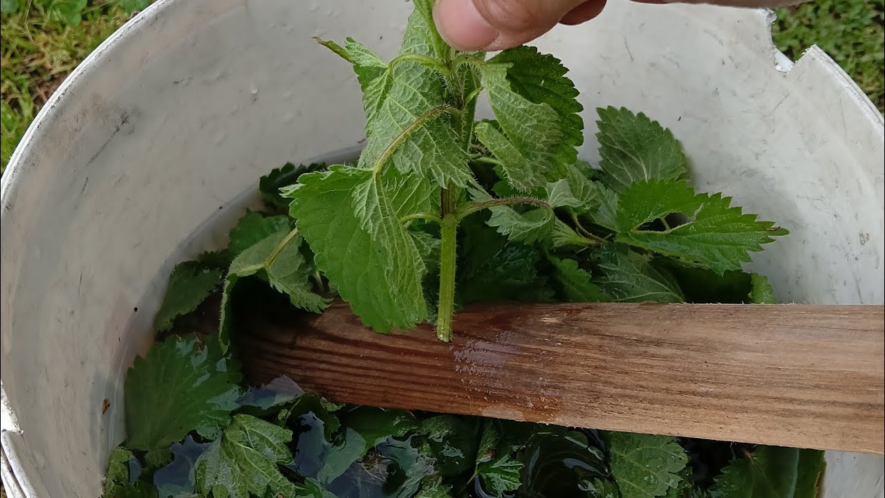 IL SEGRETO DEL NONNO, L'ORO VERDE CHE FA ESPLODERE IL TUO GIARDINO ...IL MACERATO DI ORTICHE 🌿🌿🌿♥️