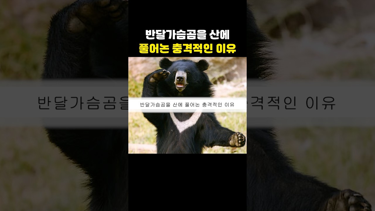 반달가슴곰을 산에 풀어논 충격적인 이유