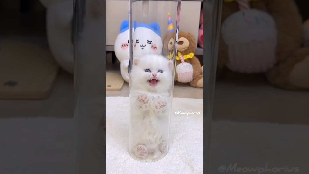 The white Kitten leap towards you😻💕#cute #kitten #cat #meow