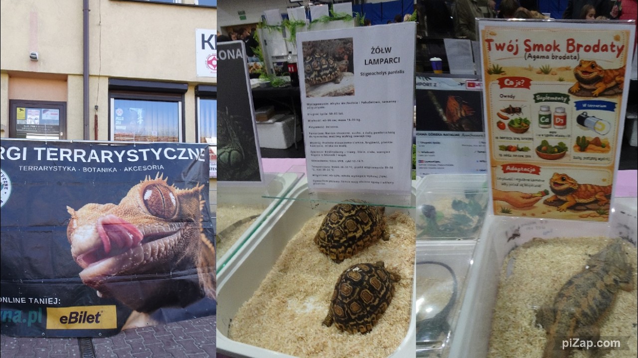 Exoticarium 2026 r giełda terrarystyczna🐢🐍