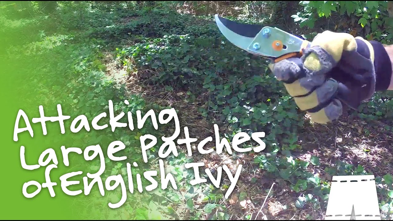 How to Remove English Ivy [Large Patch] | GreenShortz DIY