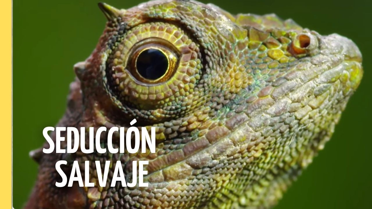 Seducción Salvaje: El Arte del Cortejo Animal | Episodio Completo