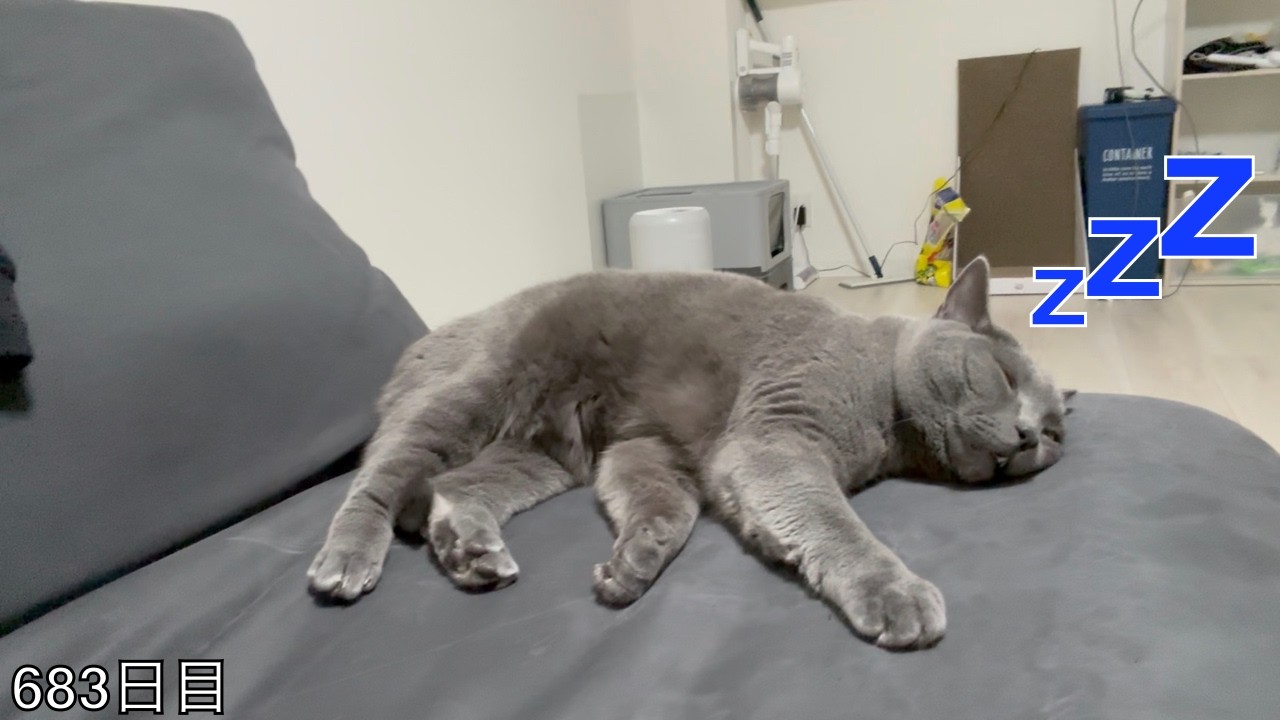 【スコ猫トト君】寝てるトト君を盗撮しようとしたんですが•••