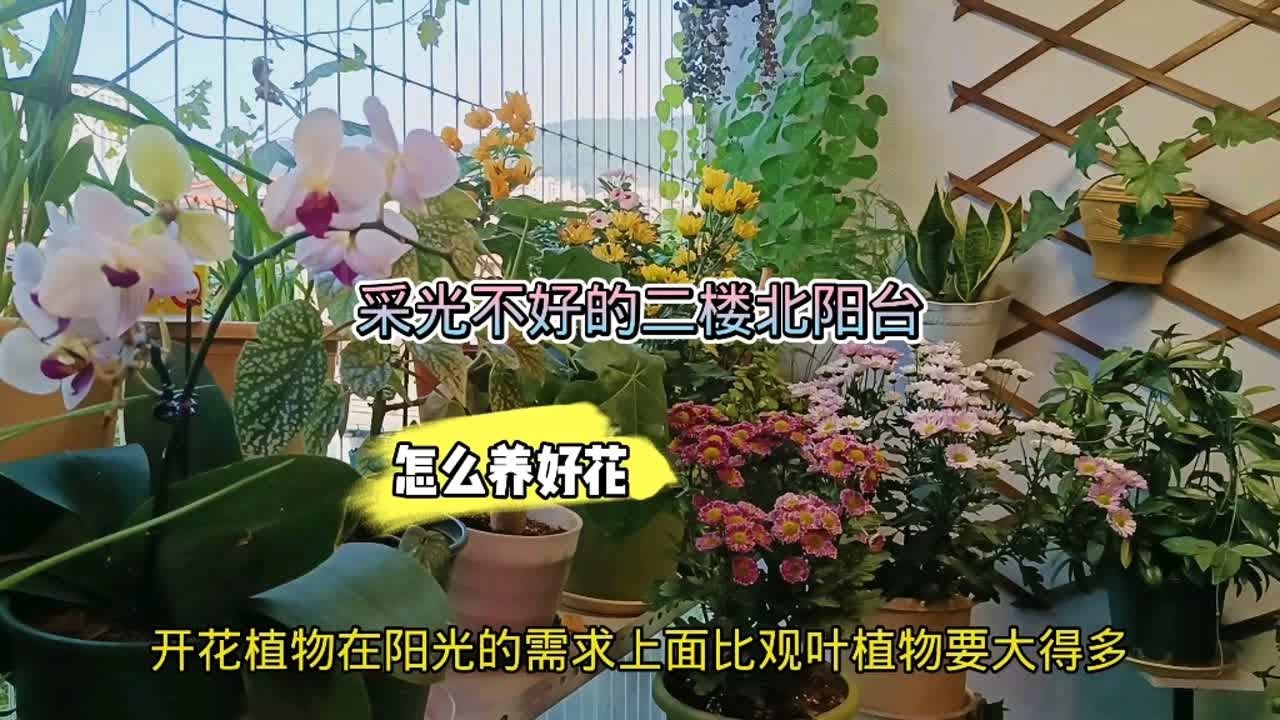 采光不好的北阳台怎么养好花？