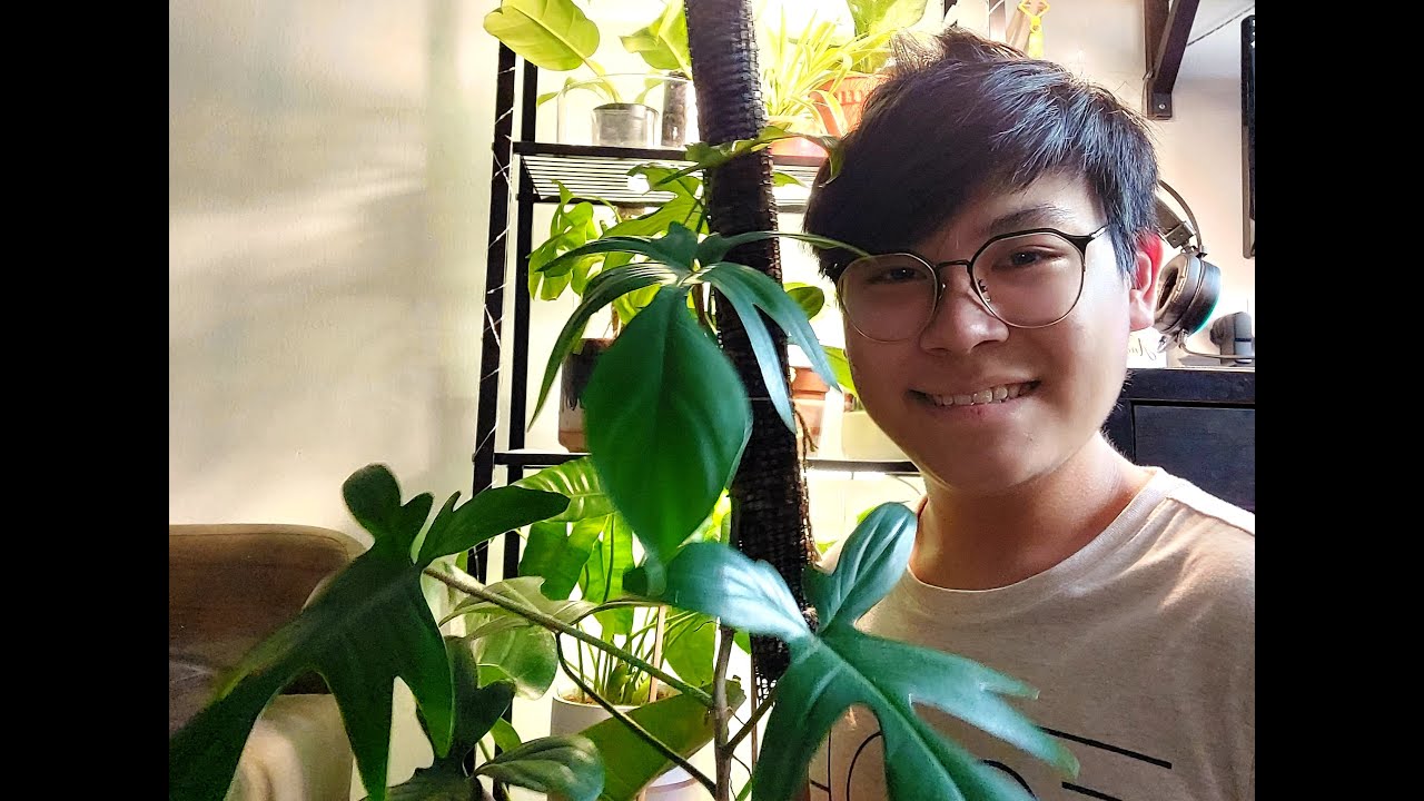 Philodendron Florida Green( Philodendron Pedatum) with  (Care tips)