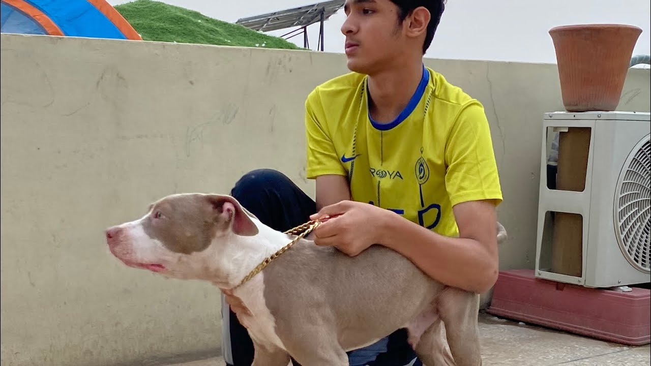 Pitbull ny kar diya attack | Sitara yaseen vlog