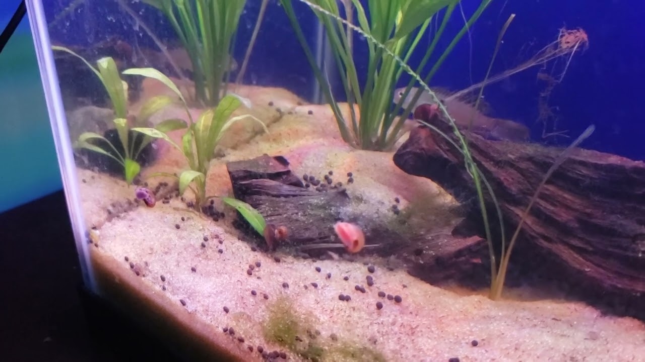 FISH ROOM UPDATE WE HAVE FRY (NANOCHROMIS SPLENDENS)