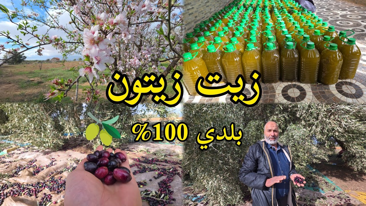 من المعصرة التقليدية 🫒 زيت زيتون بلدي 100% شوف الفرق 