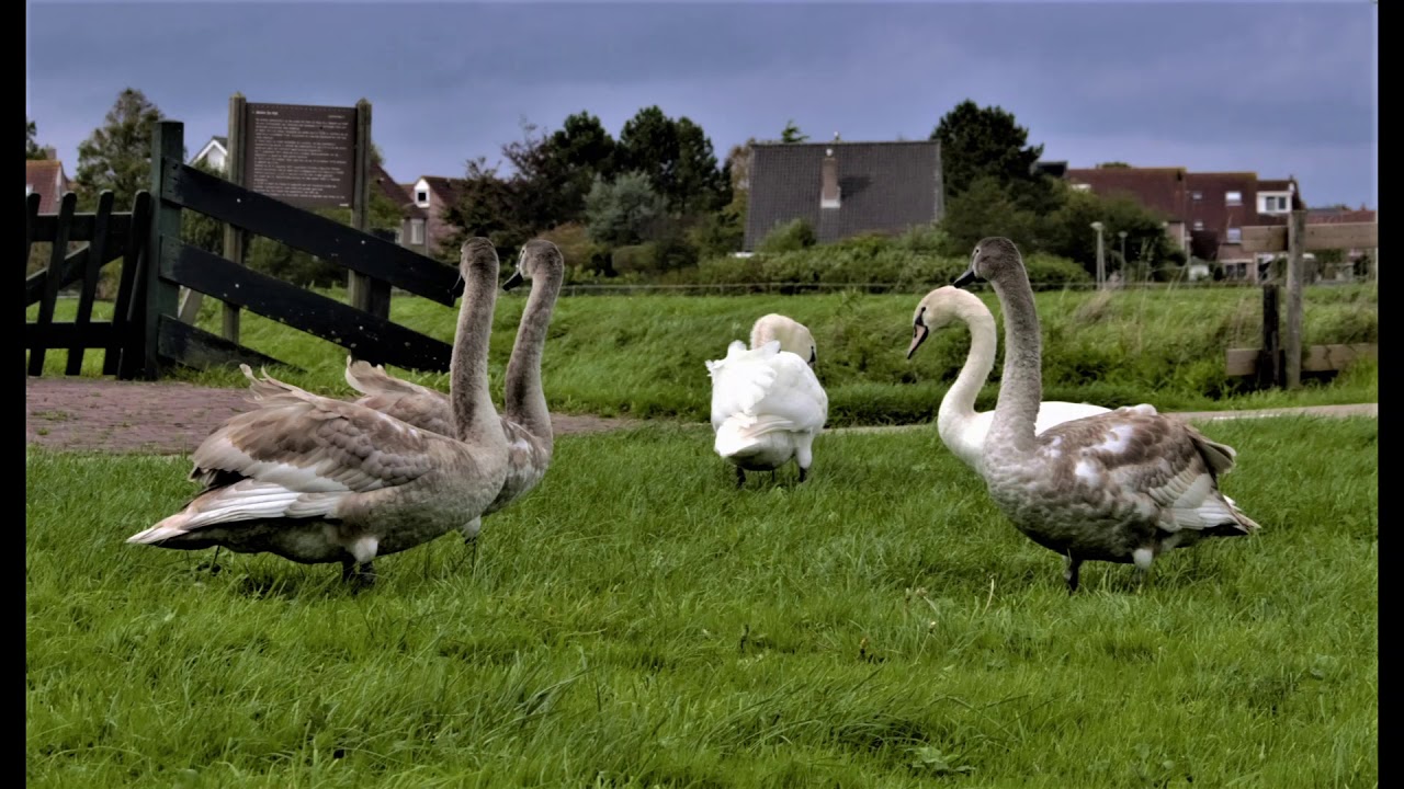 Jonge zwaantjes zelf op pad