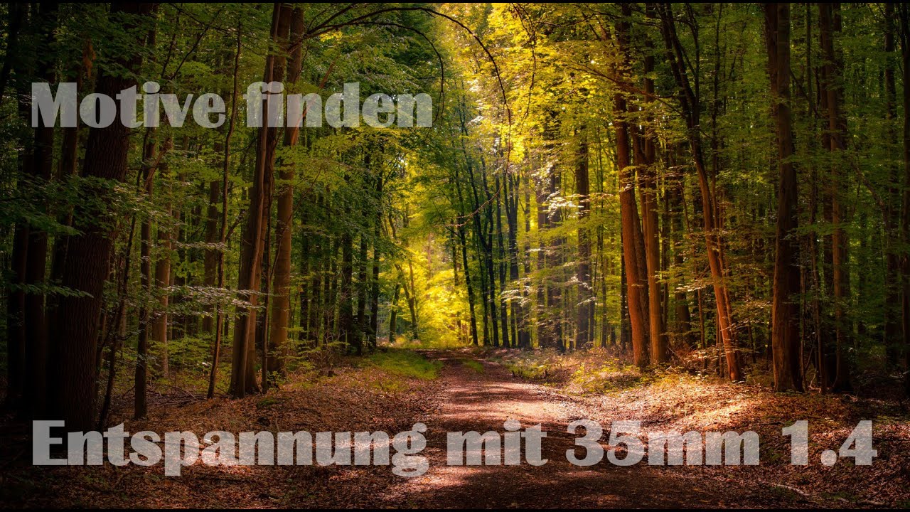 Landschaftsfotografie | Entspannung mit 35mm - Motive finden & sehen - Waldfotografie