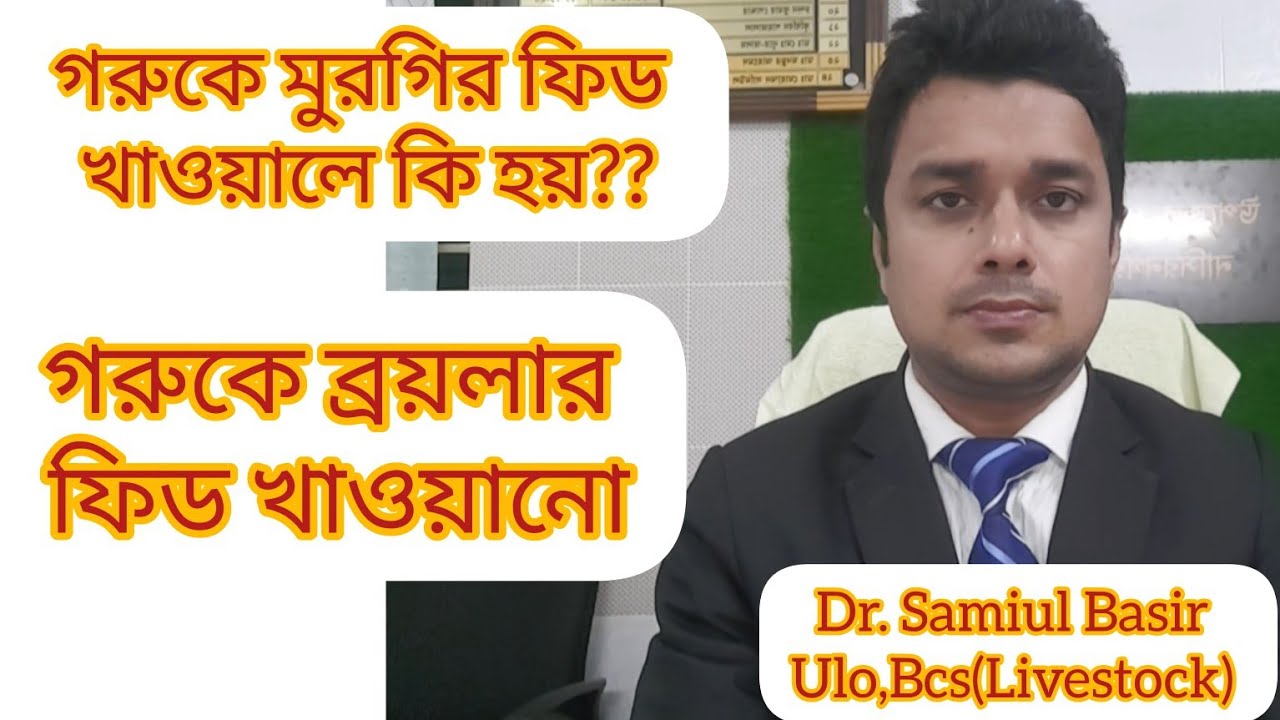 গরুকে ব্রয়লার ফিড খাওয়ানোর নিয়ম।গরুকে ব্রয়লার ফিড খাওয়ানো। গরুকে মুরগির ফিড খাওয়ালে কি হয়।
