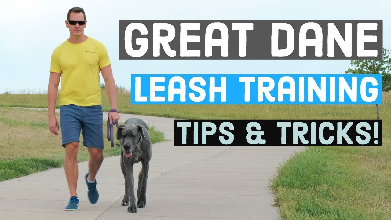 Great Dane Leash Training | Great Dane Care