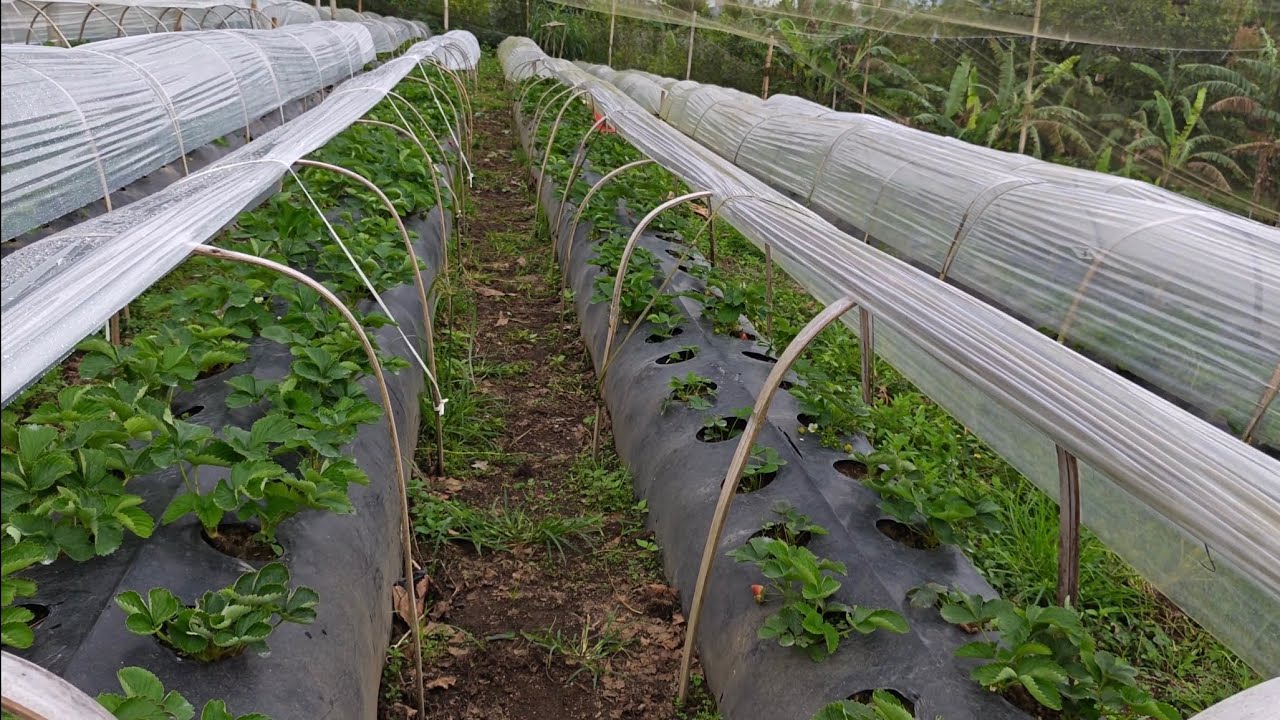 Kebun Strawberry