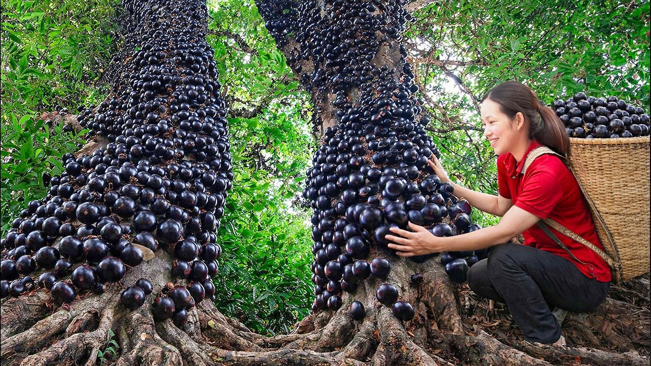 Harvesting Giant Jabuticaba Tree Grapes | Rare Fruit is being eagerly sought after
