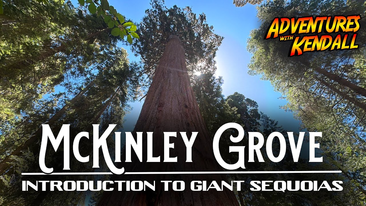 The Majesty of Giant Sequoias at McKinley Grove