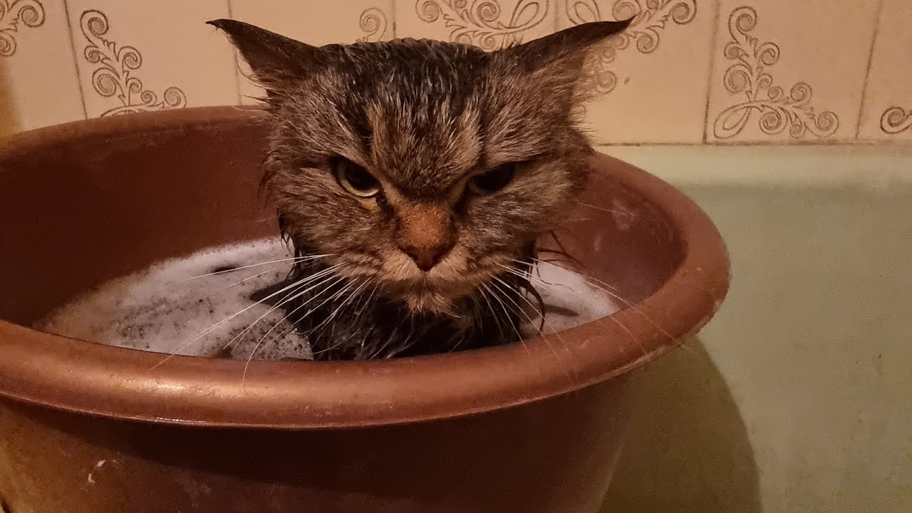 Нам в качалку подкинули худого, измученого и ужасно пахнующего кота 🐱 
