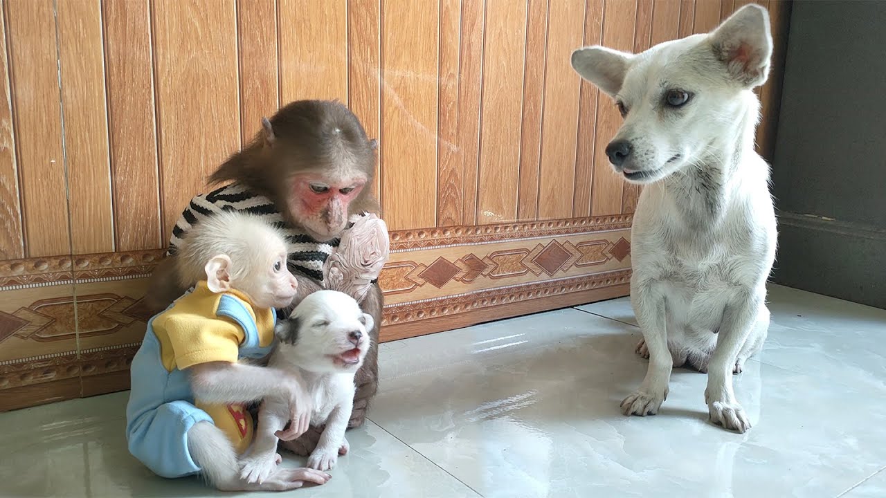 Baby monkey Su asked MiMi to carry the puppy outside - Mother dog is very worried