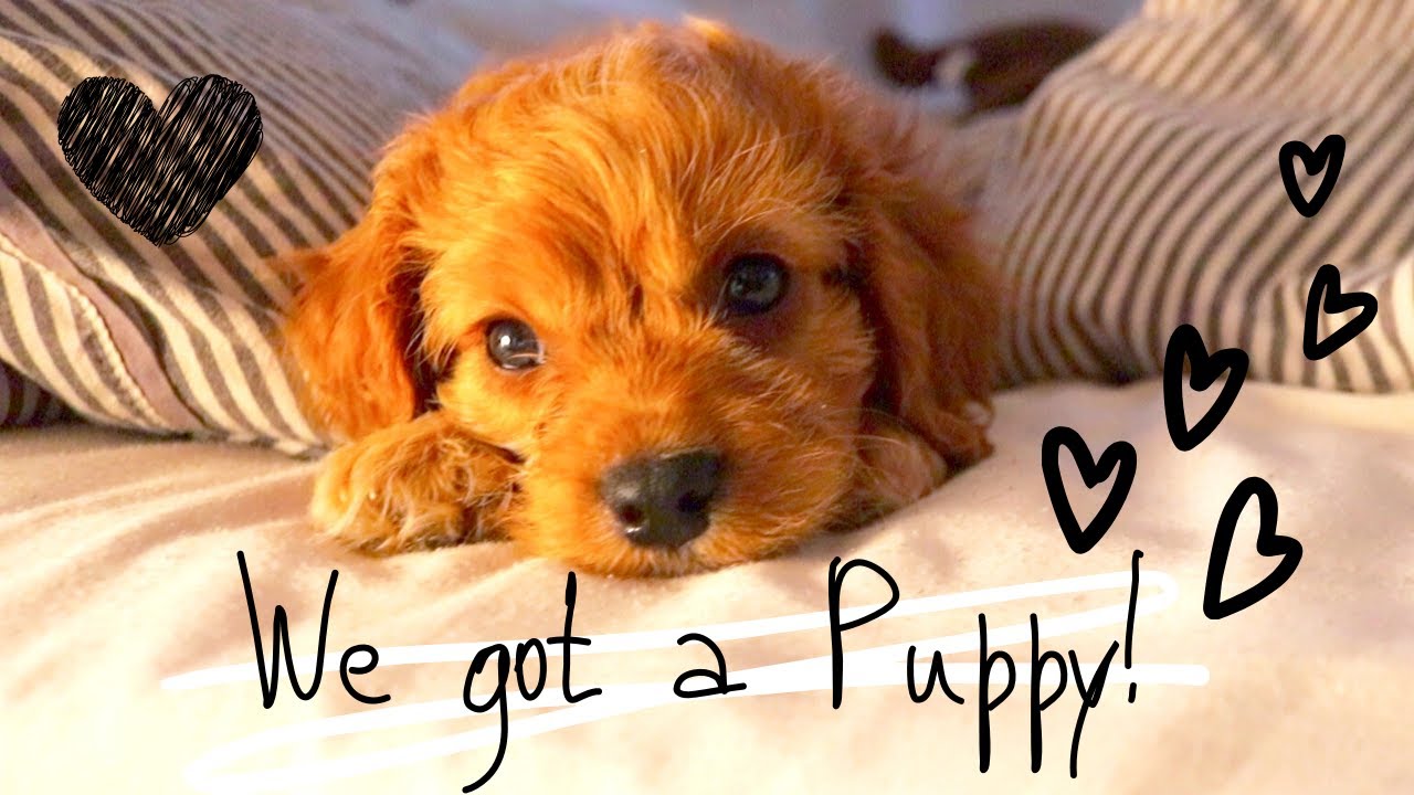 I SURPRISED MY BOYFRIEND WITH A CAVAPOO PUPPY!!