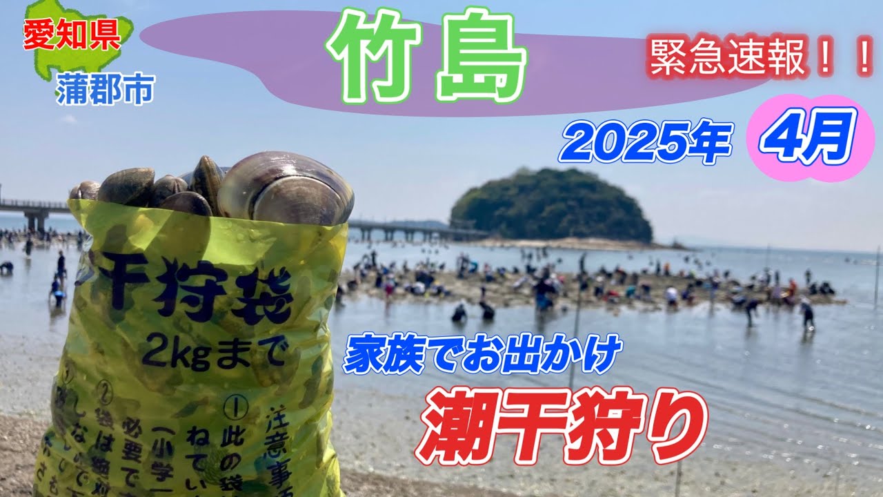 緊急速報！この辺掘ってみて、アサリがたくさん居ます。