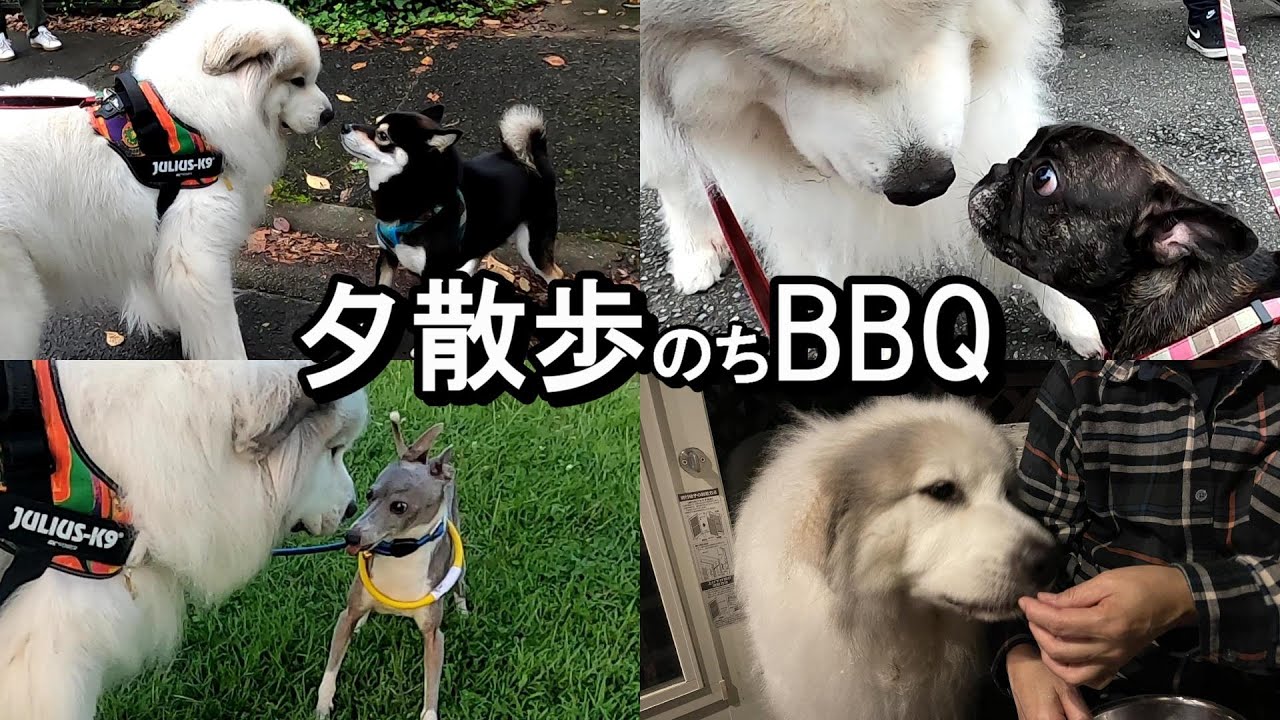 【GPラム】】夕散歩でお友達に会って盛大にゴロスリして自宅でBBQしました