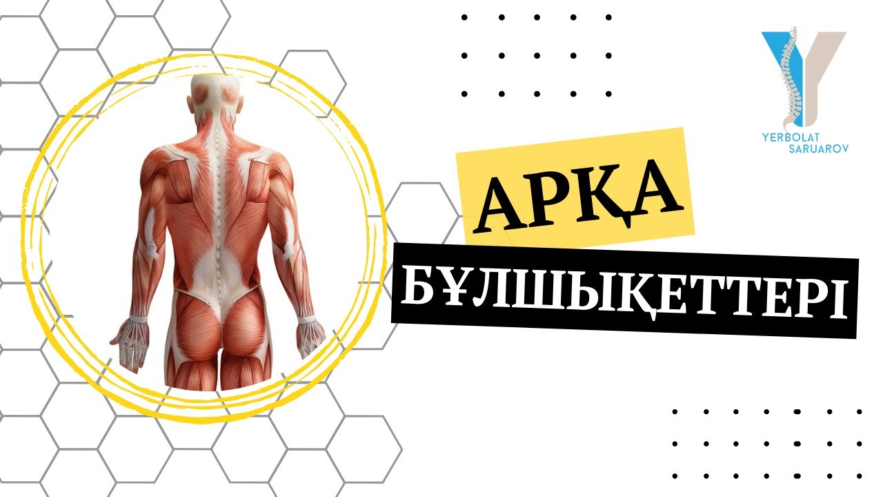 Арқа бұлшықеттері #musculi #dorsi #anatomy