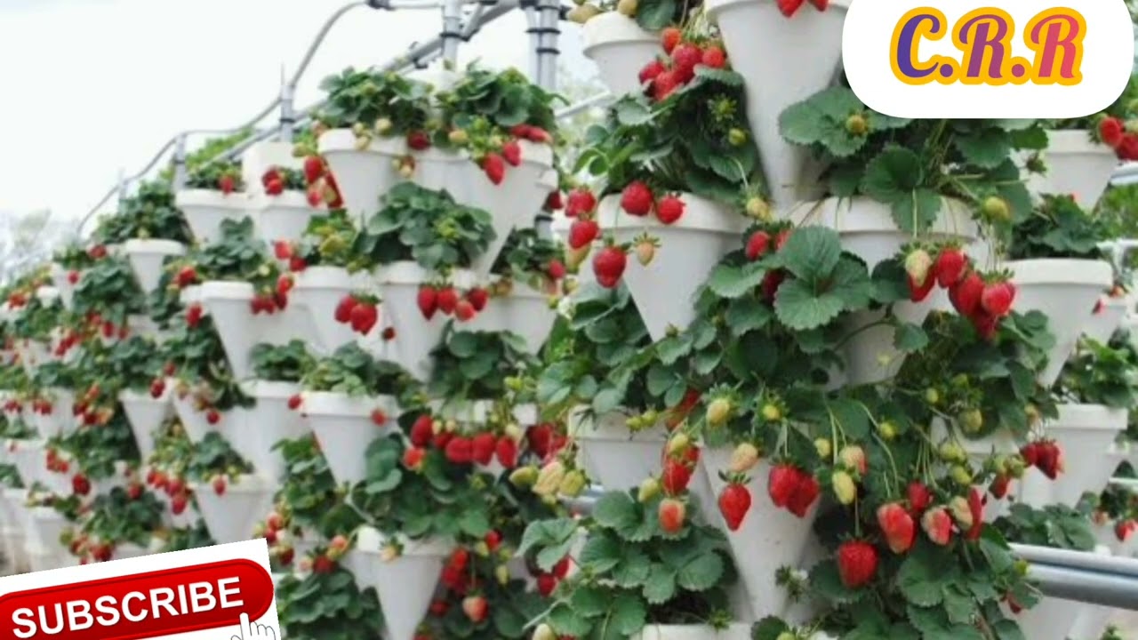 Different Crops in Hydroponic Farming
