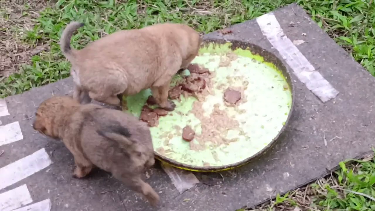 Sáng dậy sớm, đi ra  phía sau nhà có vườn rau Yên thế Bắc Giang, nay sát nhập vào là tỉnh Bắc Ninh.