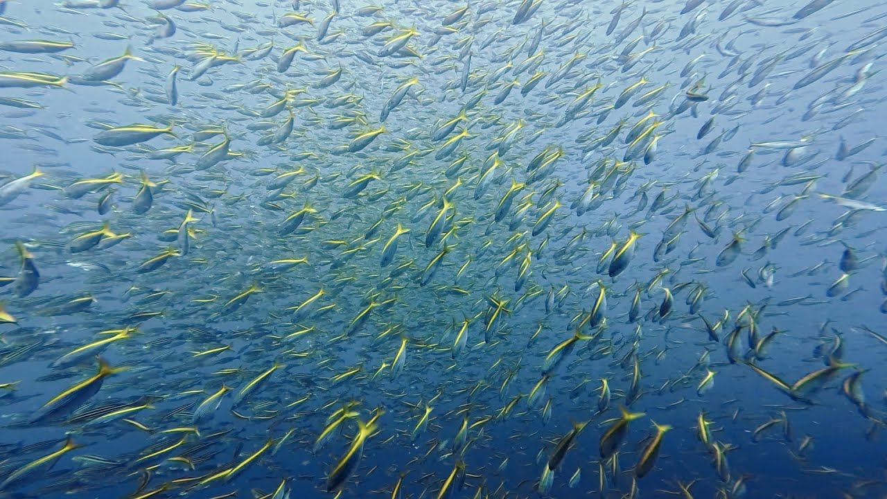 水中で見る魚の動き🐟勝浦の海🌊DUCKDIVEDIVINGSHOP