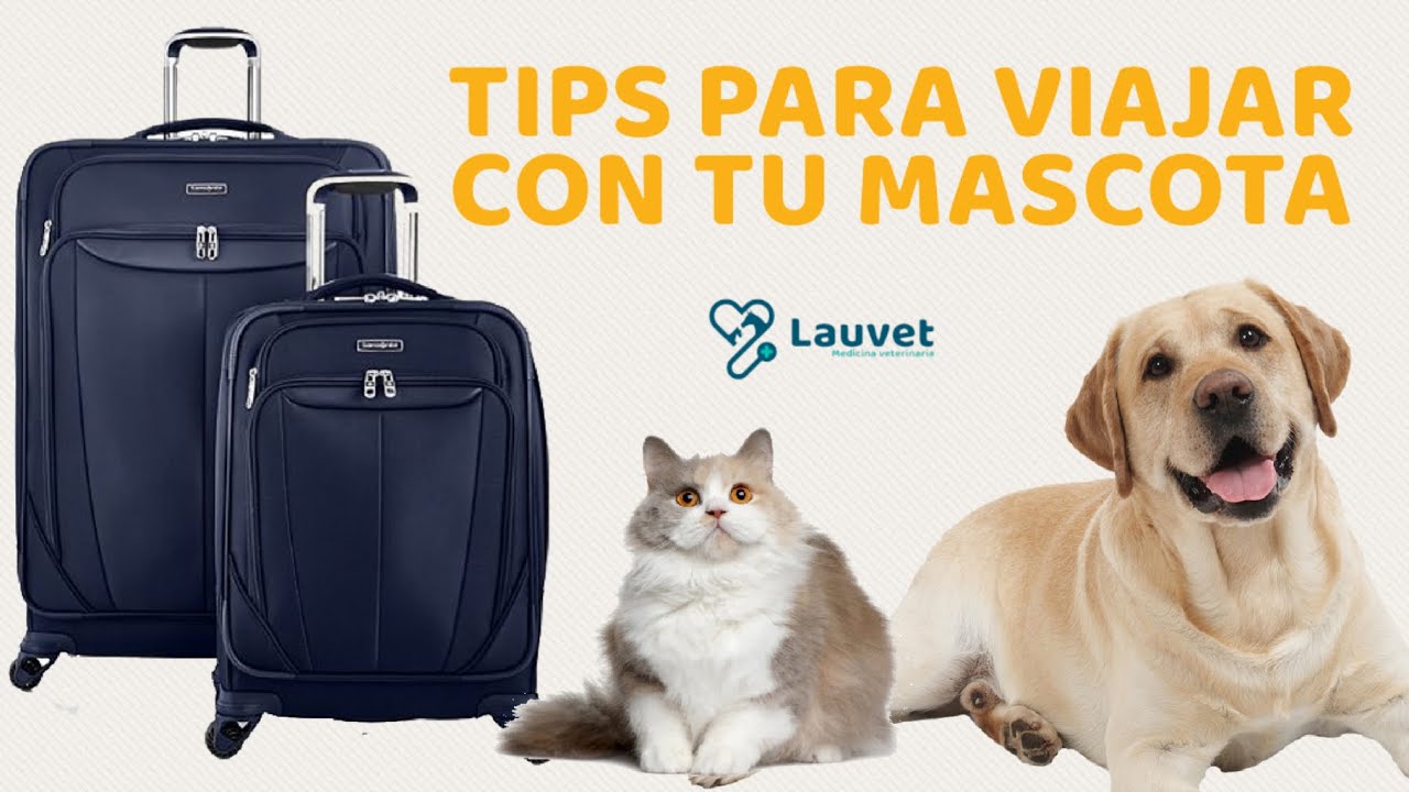 TIPS PARA VIAJAR CON TU MASCOTA - Lauvet
