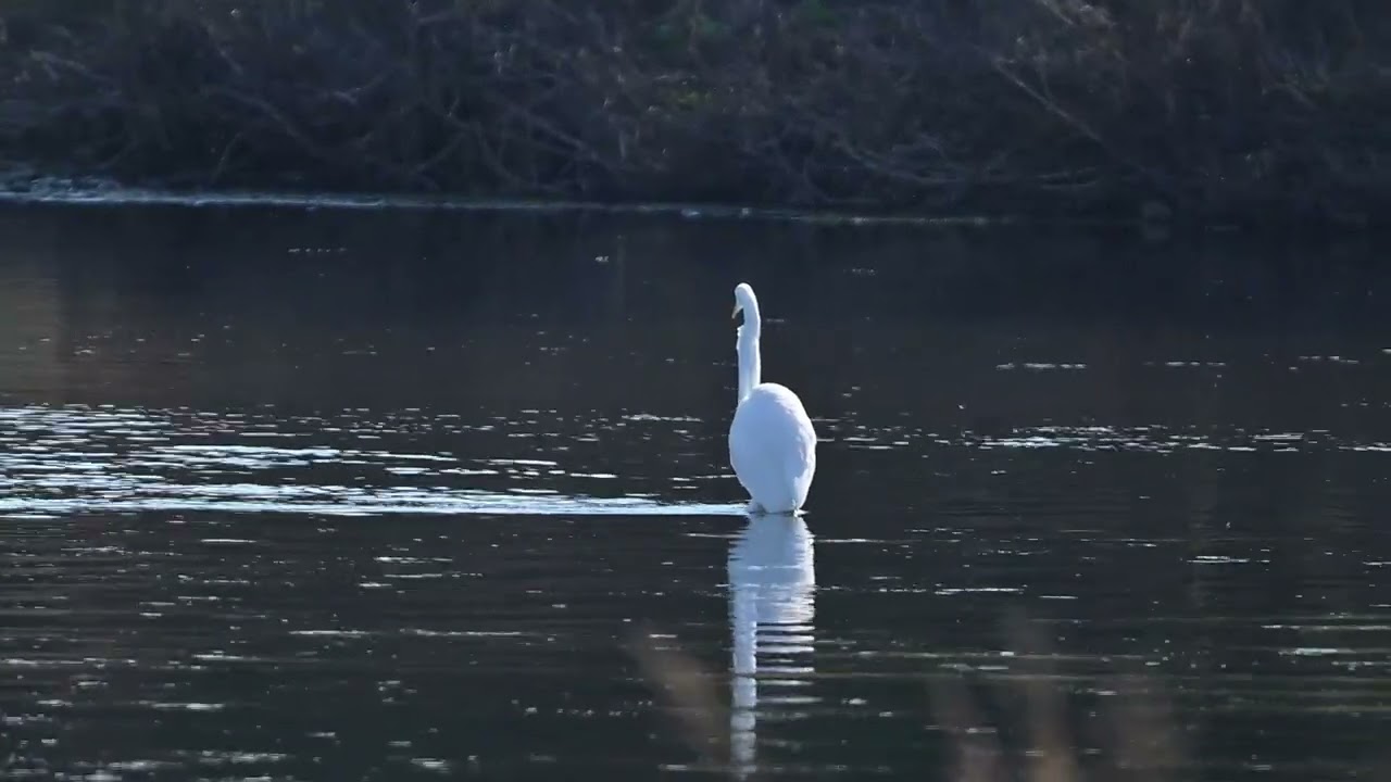 亜種ダイサギ