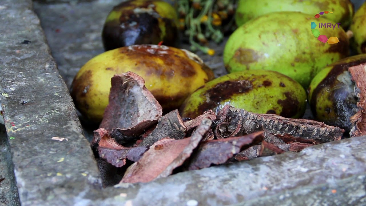 Patrimonio Biocultural - Cuachalalate