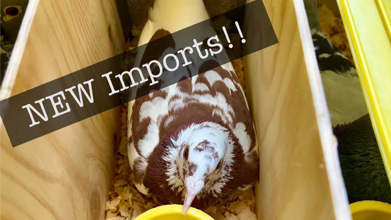 NEW Imported racing pigeons from Poland 🇵🇱