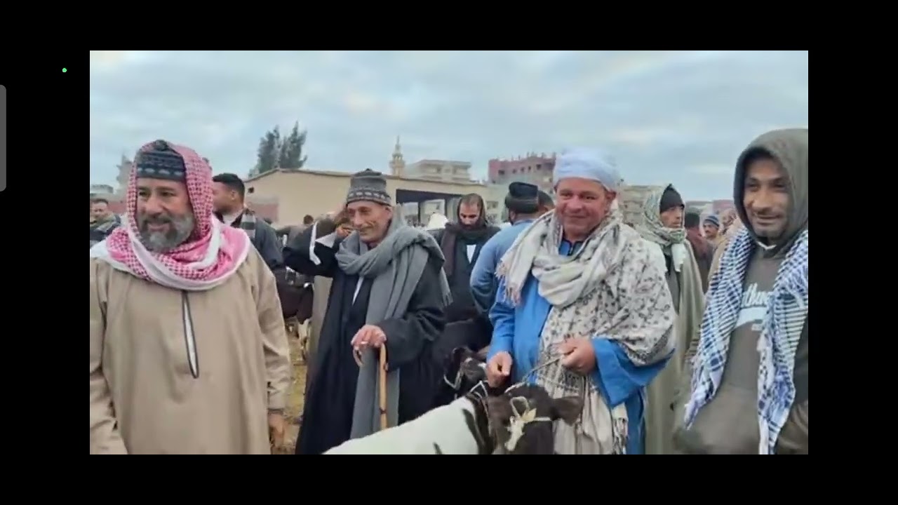 انخفاض كبير في عجول البقر القنية من سوق سيدي سالم ركود كبير داخل السوق فضلا الاشتراك بالقناة 