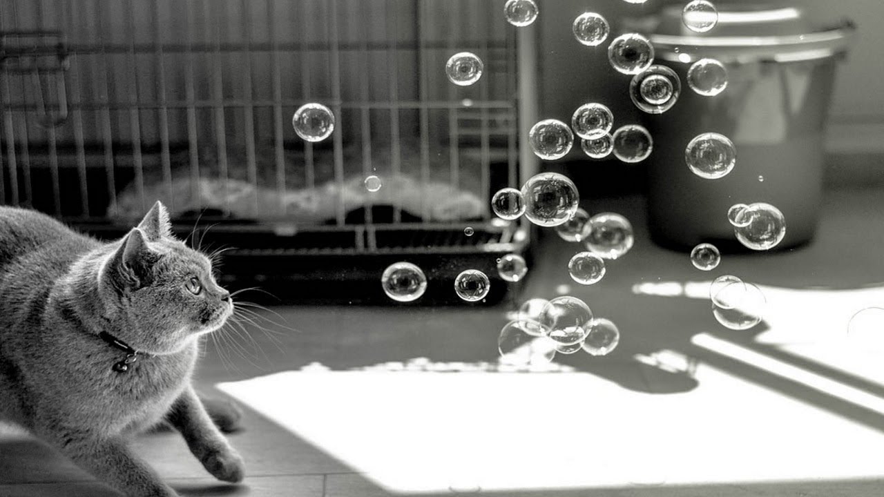 Cute And Funny Cats Playing With Bubbles