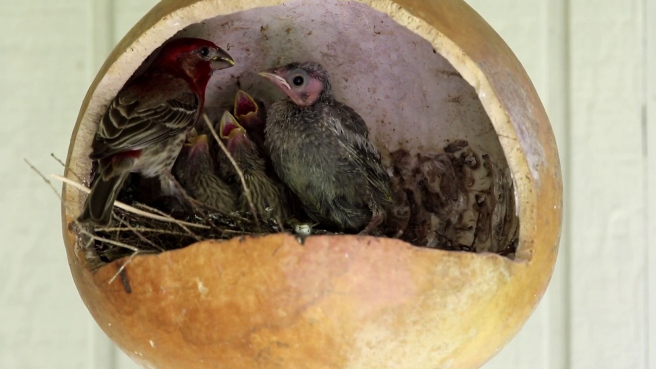Phoebe and Finch feeding Cowbird and Finch chicks