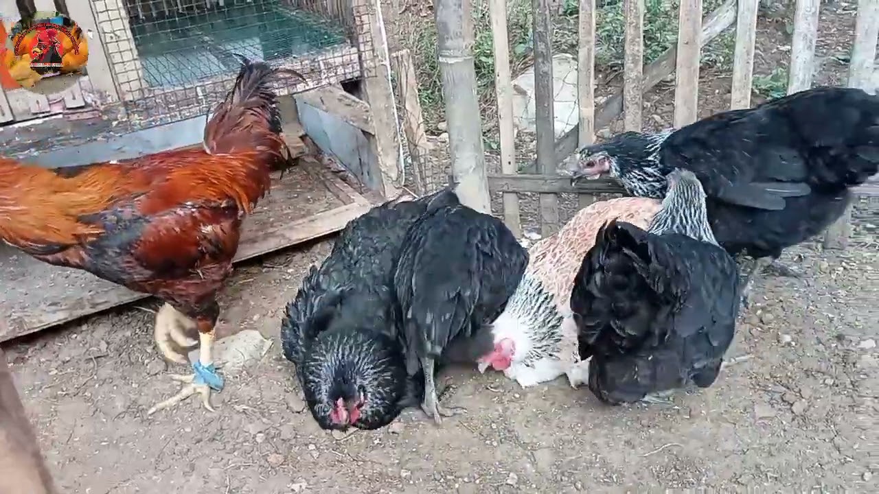 ASLI GEMOY  BANGET AYAM BP3 INI, USIA 5 BULAN UDAH NELOR