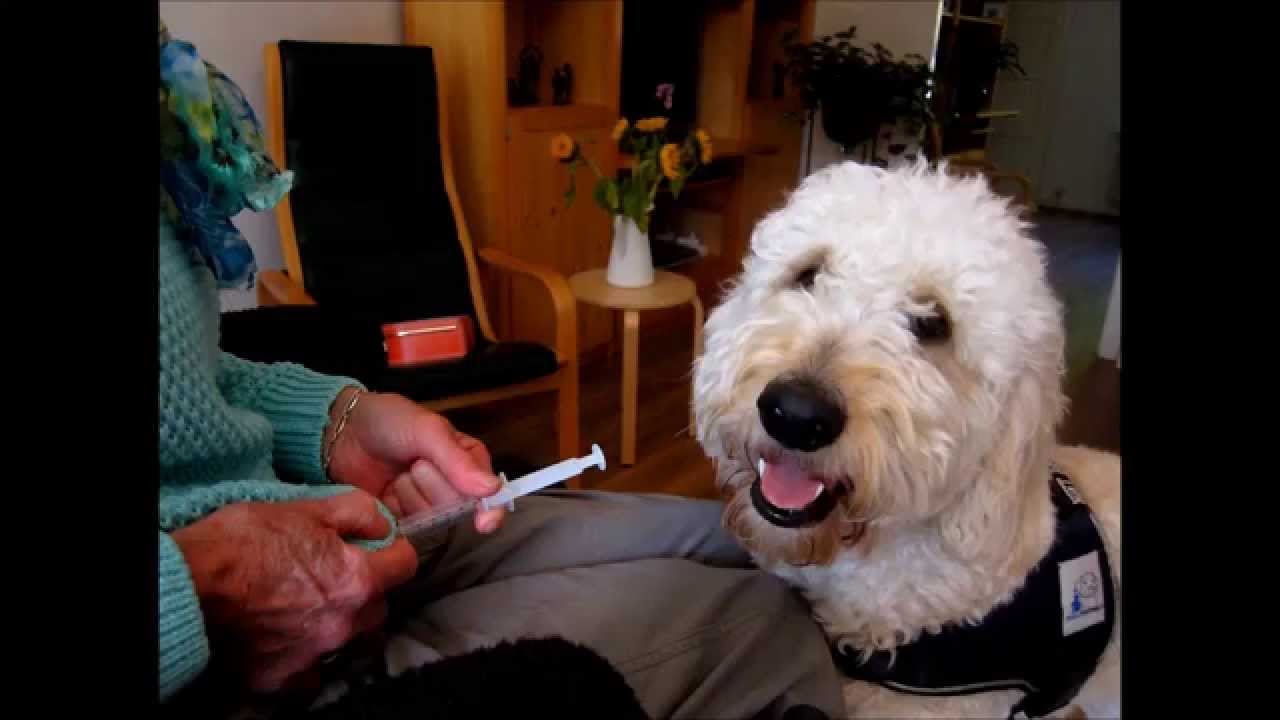 Hulphond kaiko aan het werk