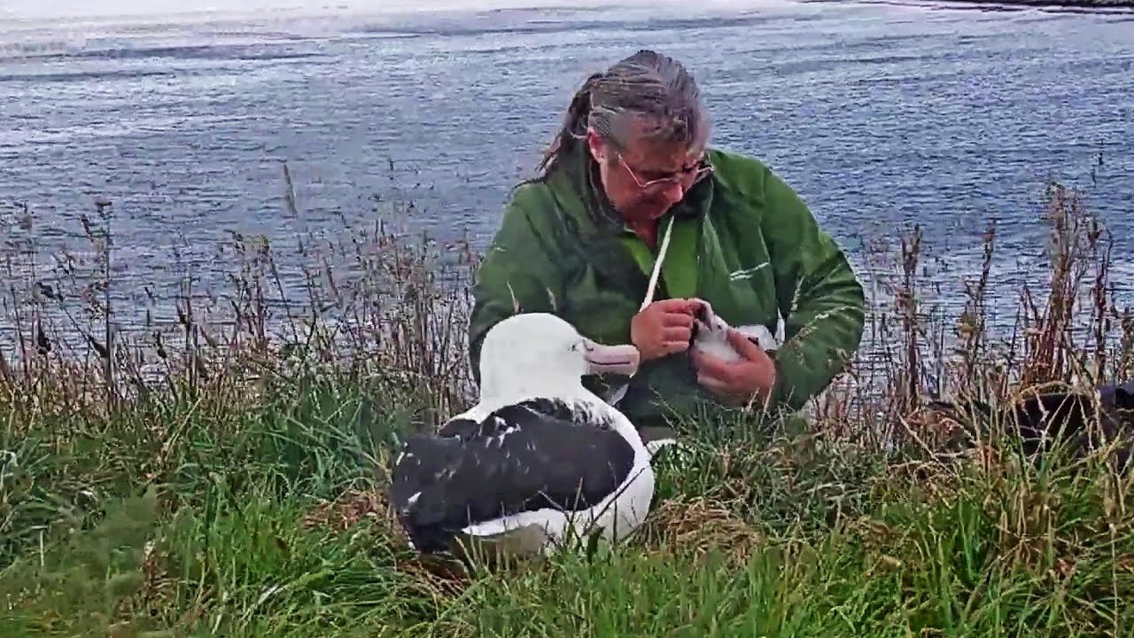 New Zealand Taiaroa~Sharyn is checking bits and bobs~ 8:21 AM 2020/02/02