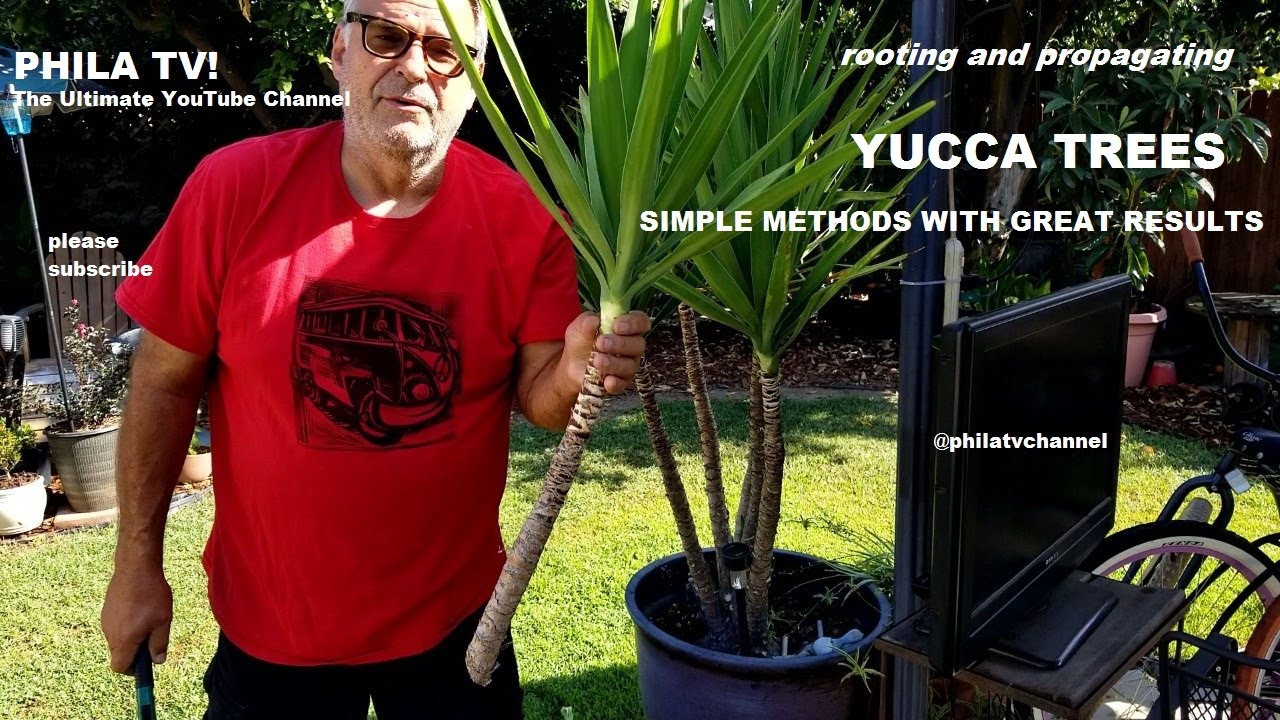 ROOTING YUCCA PUPS, FRESH LITTLE GROWTH READY FOR PROPAGATION PART 1 PHILA TV!