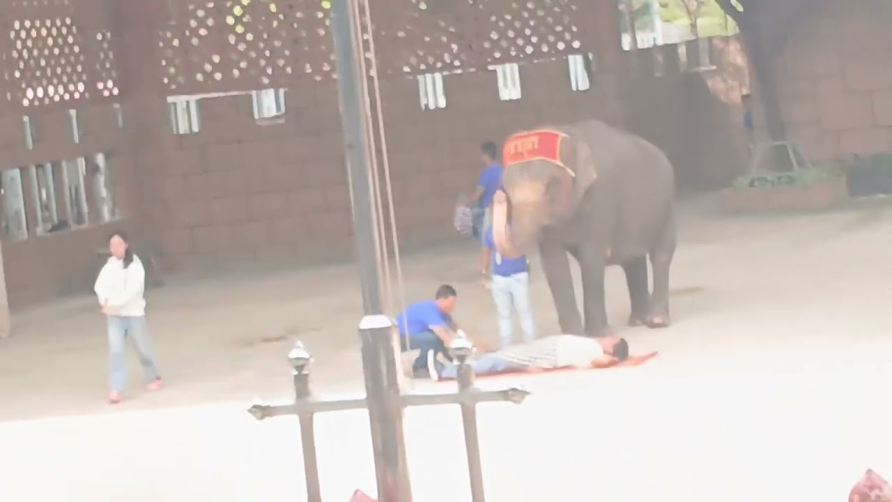 I'm at safari watching elephant show  
