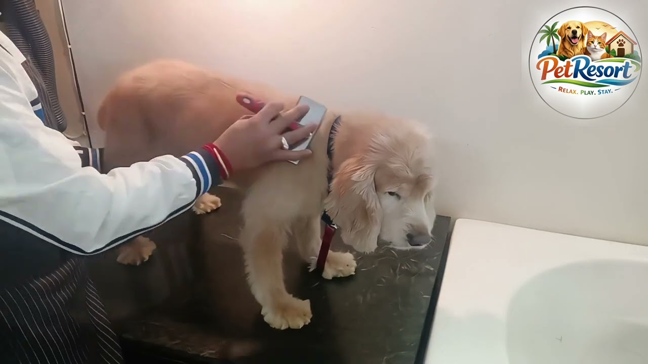 The Art of Dog Grooming: A Special Cocor Feature#petgrooming